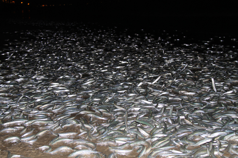 The Grunion Run San Diego Sailing Tours 1 Sailing Tour In San 