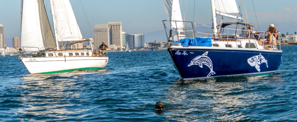 See Some Sea life while Sailing on The San Diego Bay!