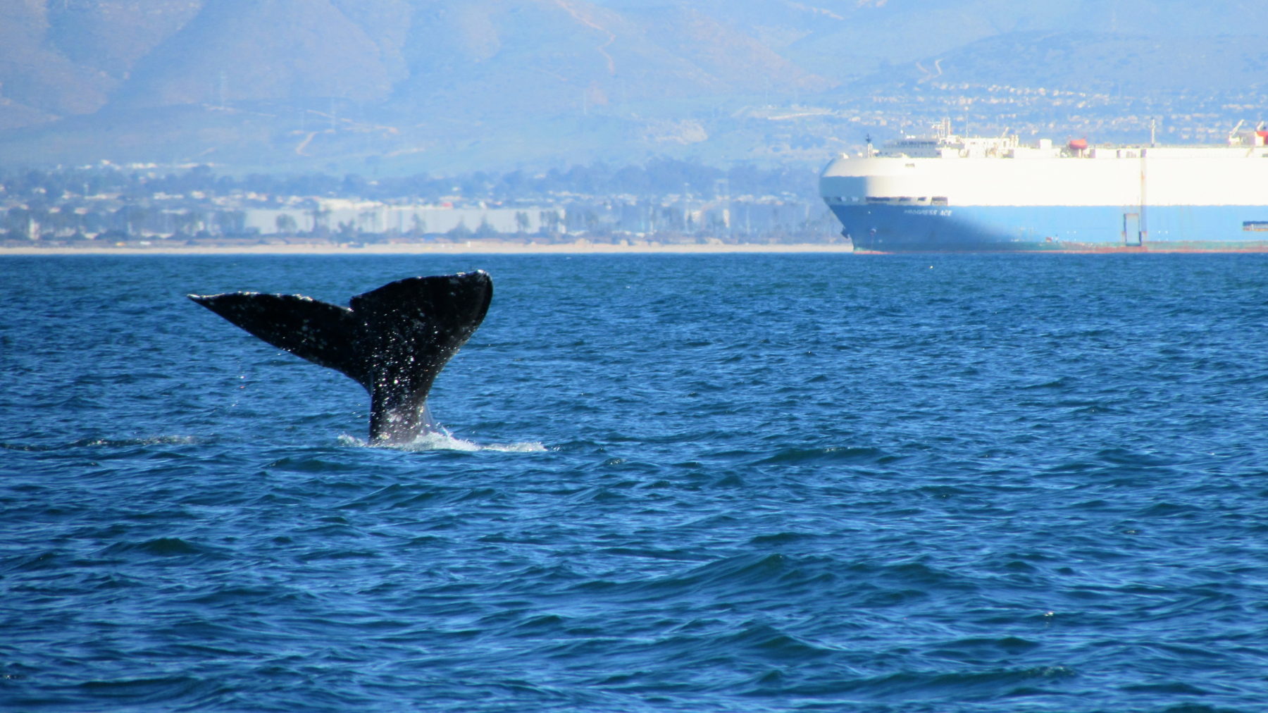 Whale Watching with San Diego Sailing Tours