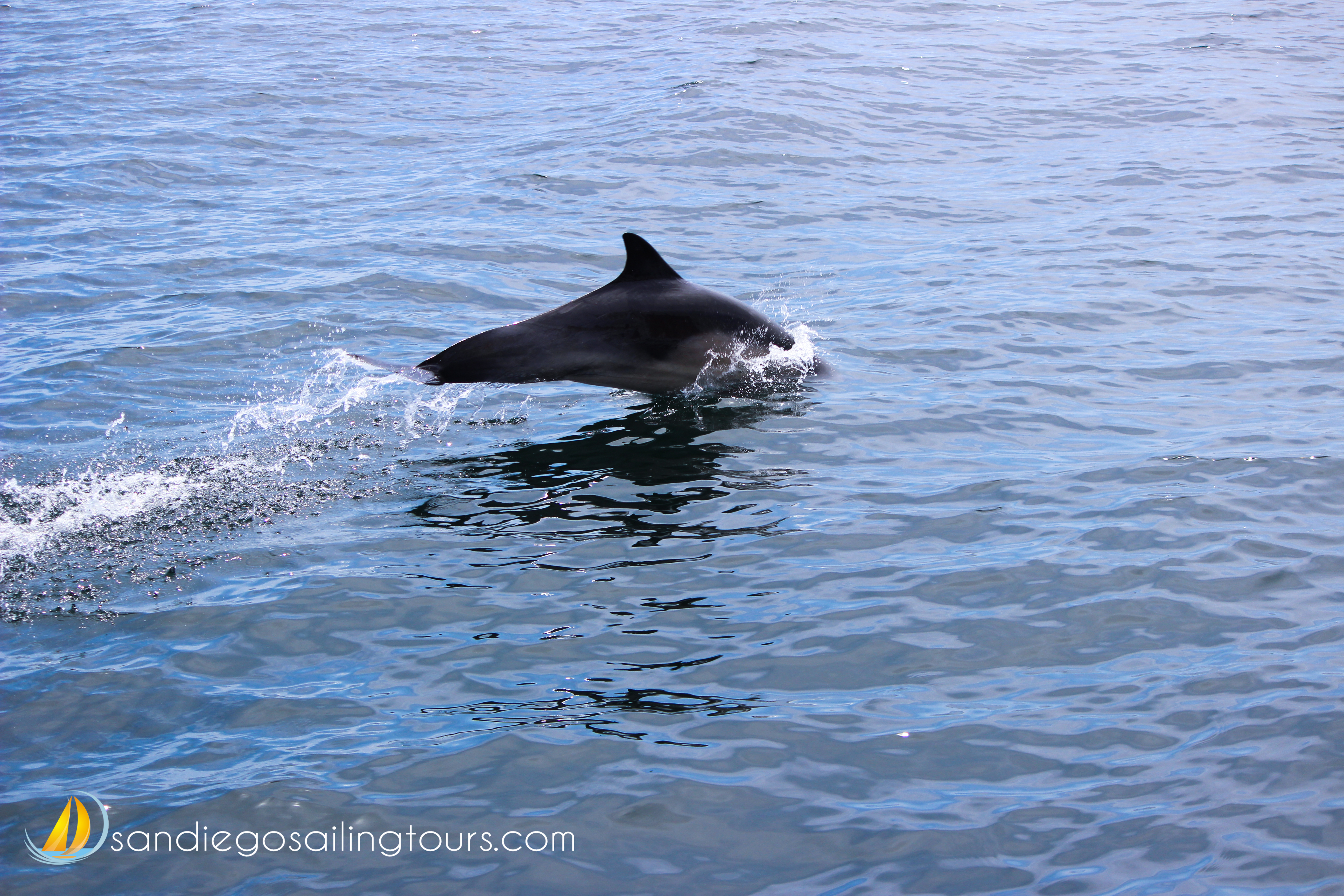 DOLPHIN JUMPING IN SAN DIEGO BAY