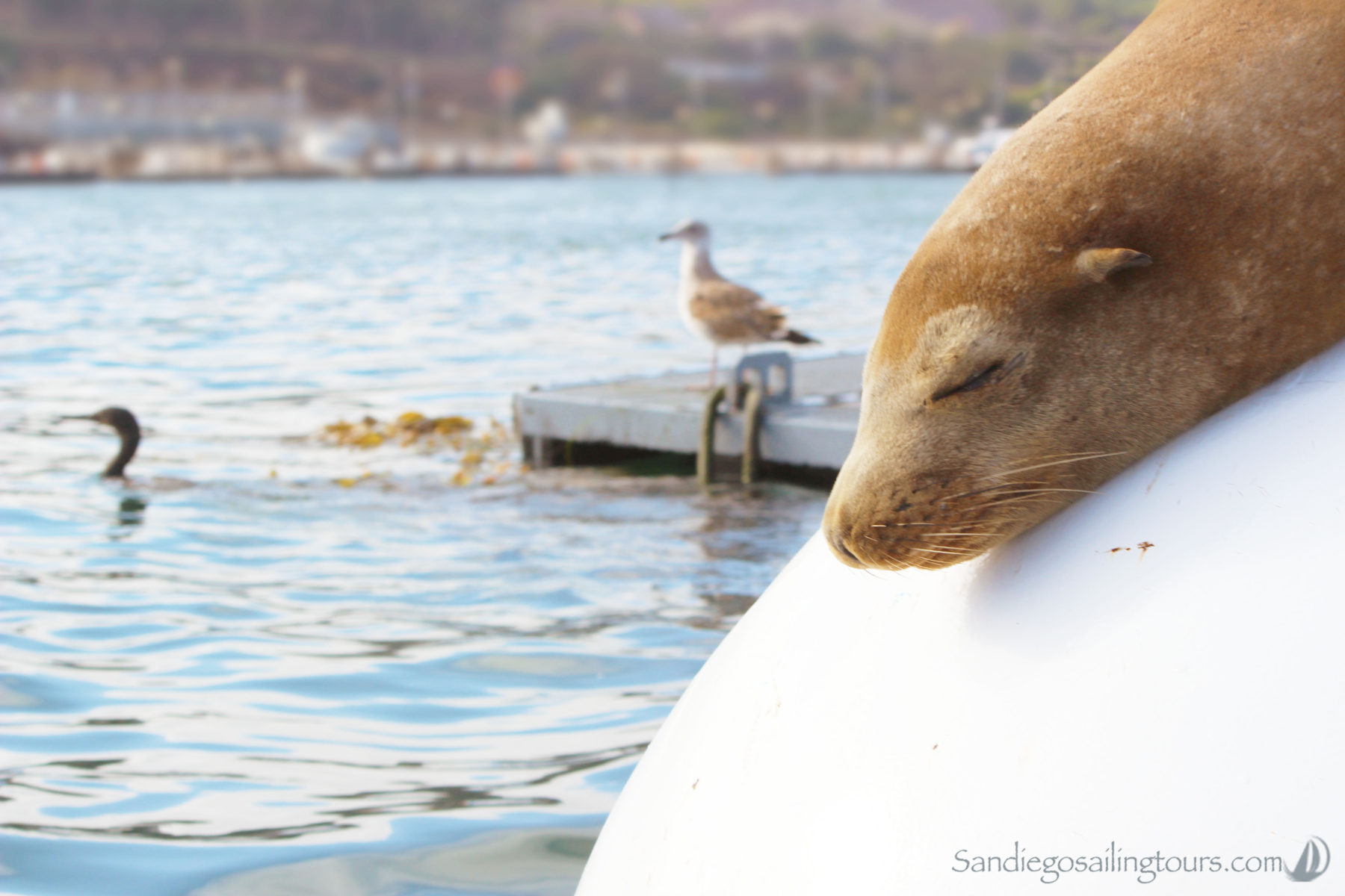 Featured Image: Sleepy Sea Lion