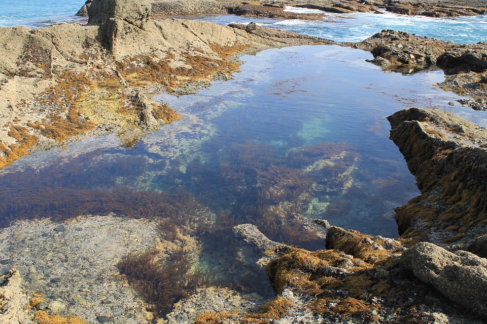 VIEW LOOKING DOWN INTO TIDE POOLS WITH SEA LIFE
