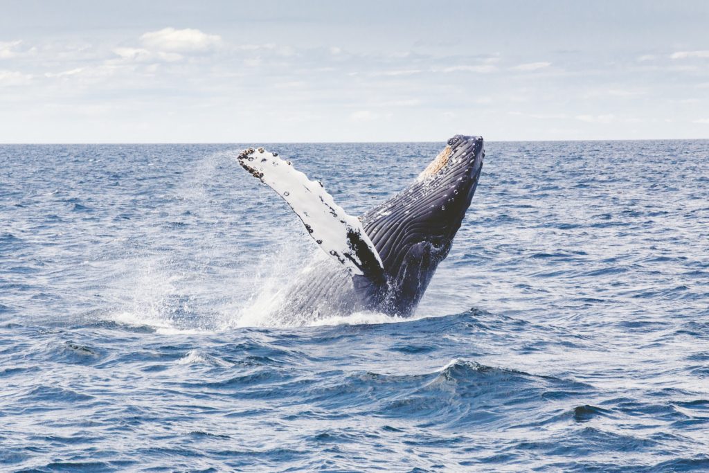 Whale Watching Season in San Diego | San Diego Sailing Tours ~ #1