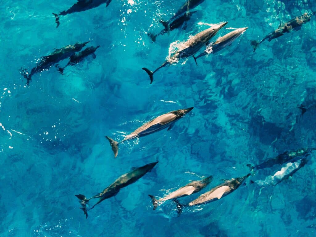 Dolphins swimming in water